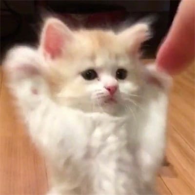 شاہिद آفریدی avatar